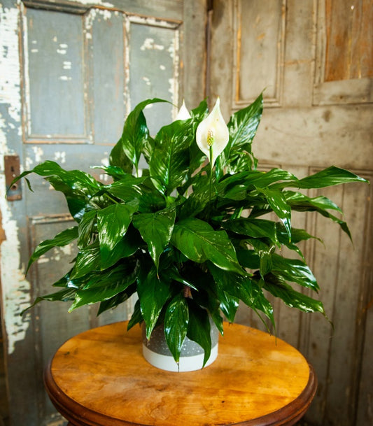 Peace Lily - Large