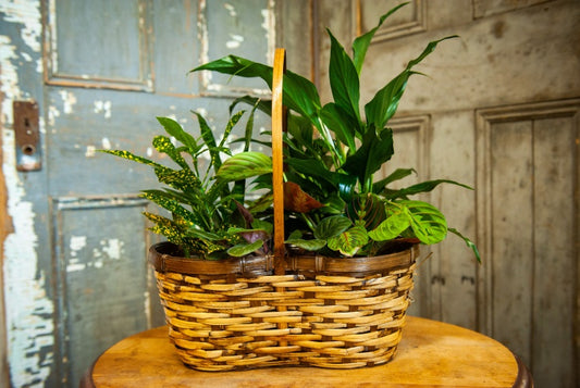 Shade of Green - Large