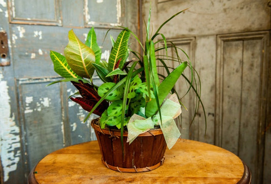 Shades of Green - Medium