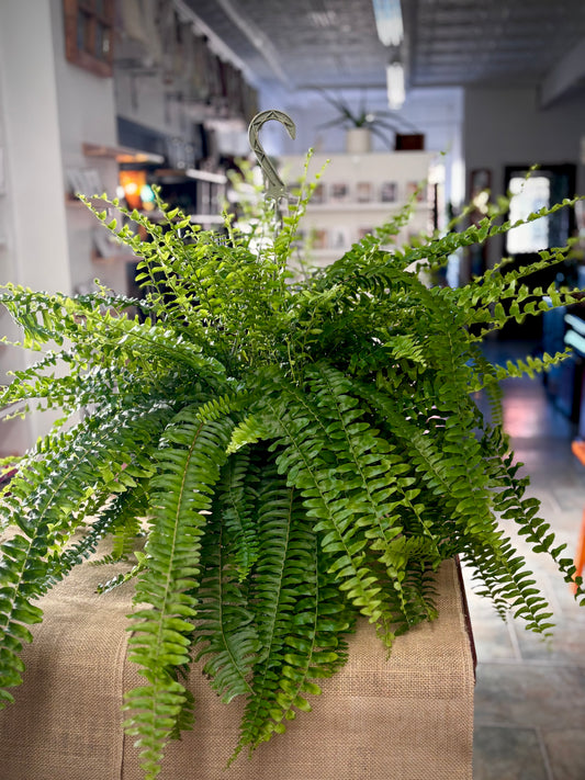 Boston Fern
