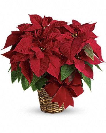 Classic Poinsettia