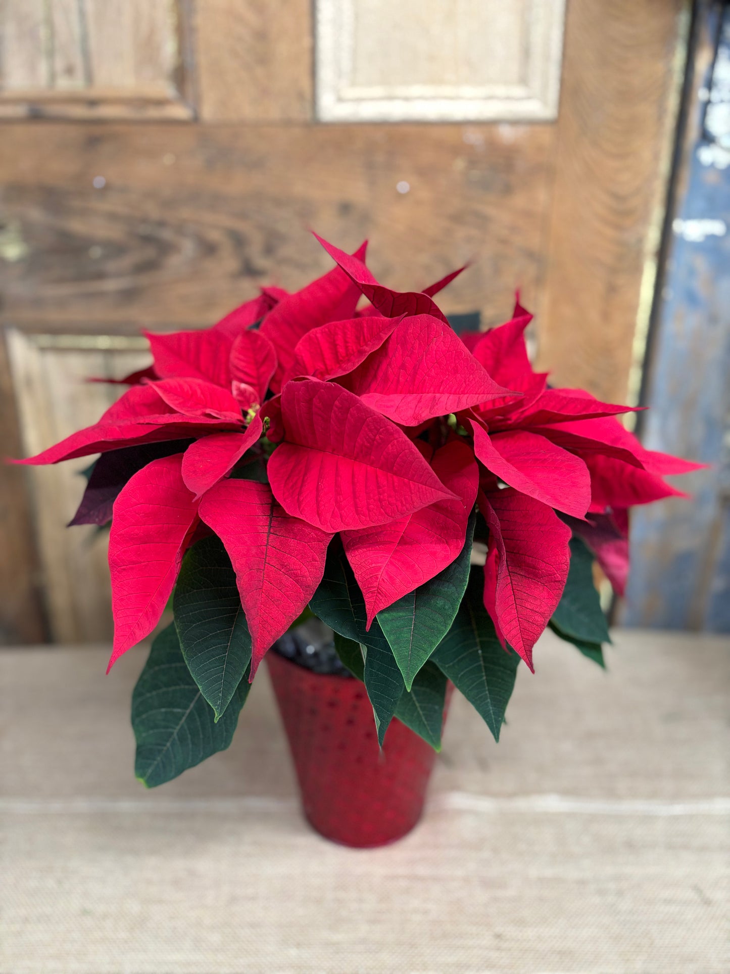 Classic Poinsettia