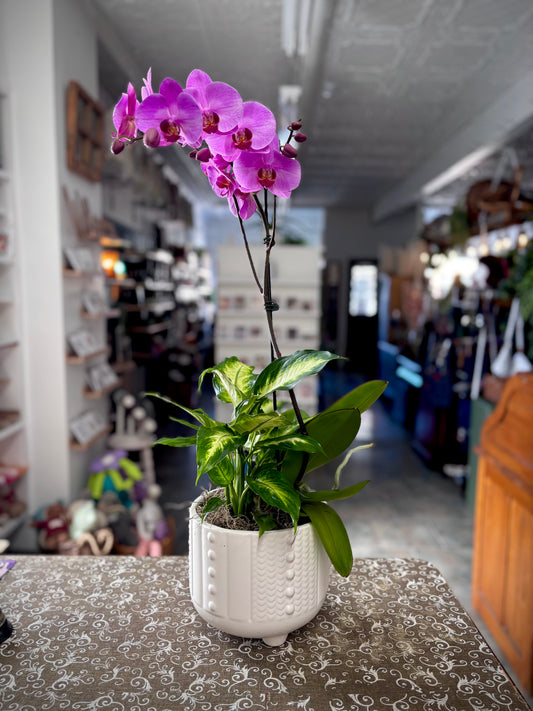 Orchid Haven