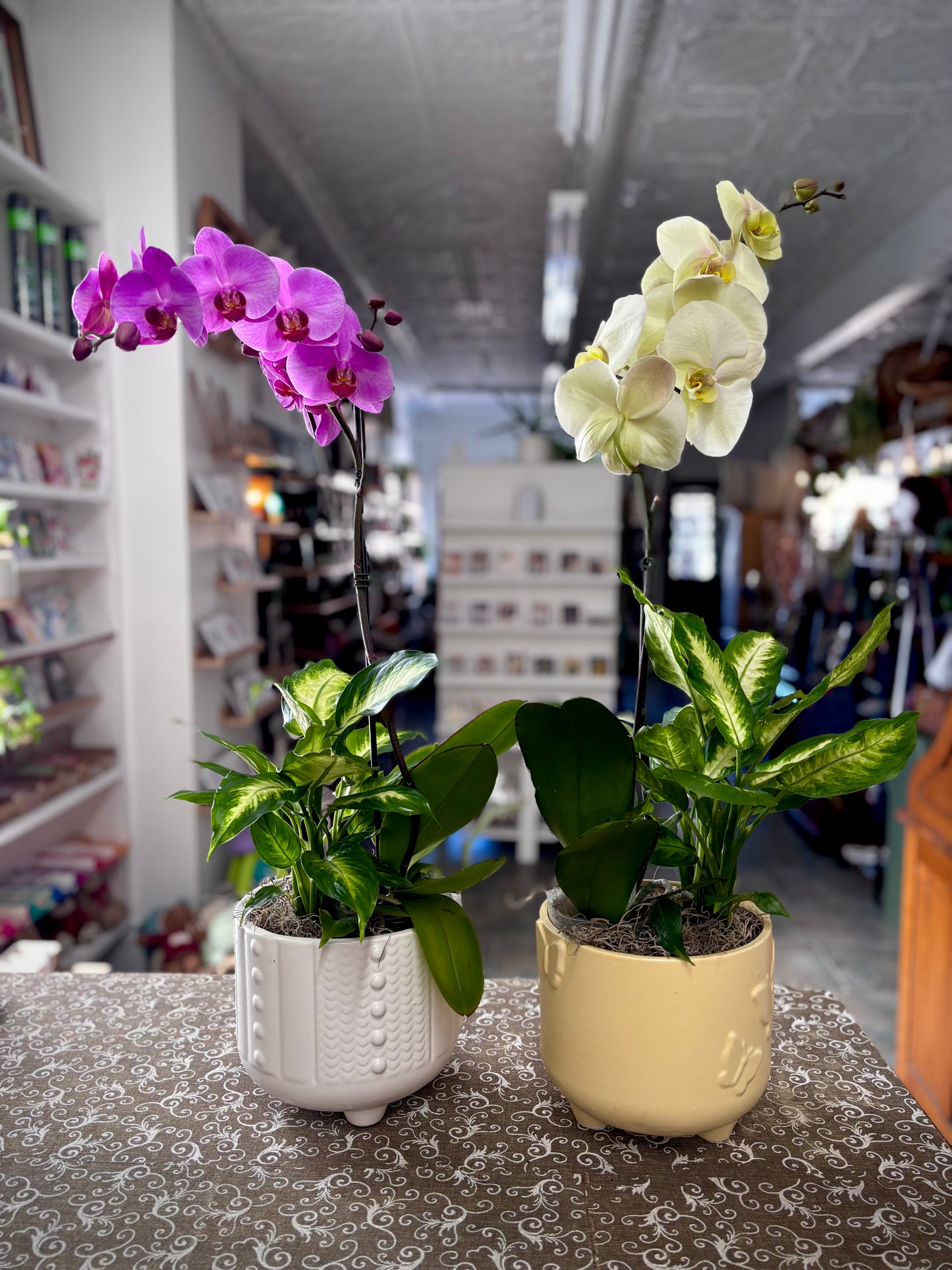 Orchid Haven