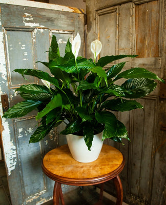 Peace Lily - XLarge