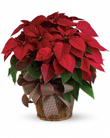 Premium Poinsettia